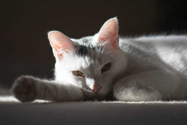 istock White cat liedown sunbathing on the carpet floor 497806732