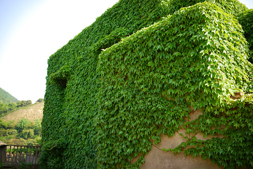 Window hidden in green ivy.