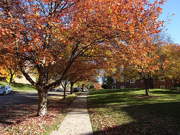 istock Fall in a Washington DC Neighborhood 497807734