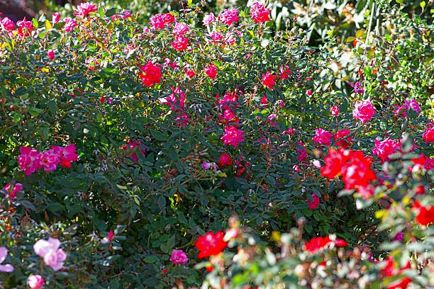 istock Some bushes of red and pink flowers 497807764