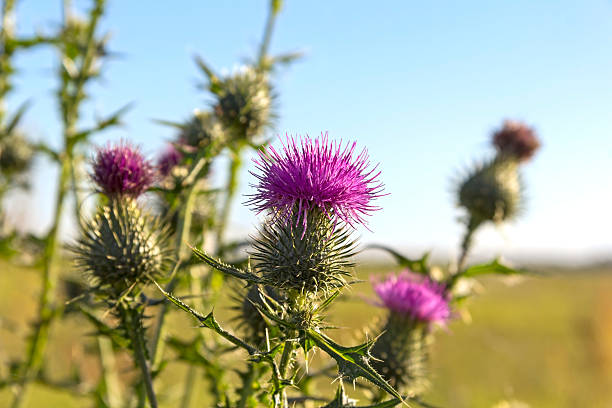 istock Close-up of a Thistle 497810130