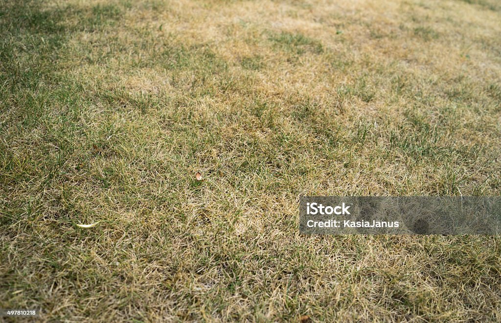 Dried Grass Close up of dried grass.  Grass Stock Photo