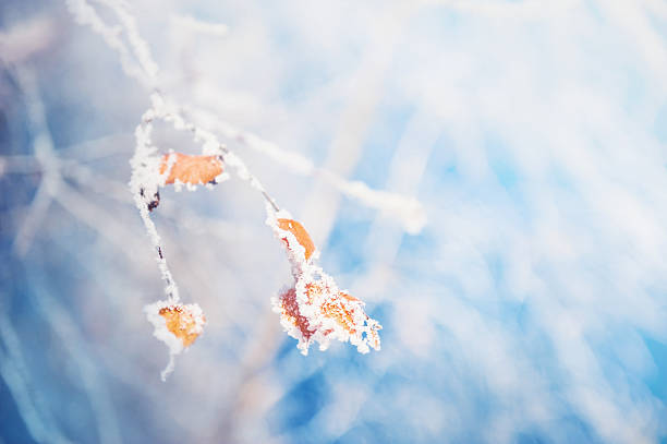istock Hoarfrost on the tree in winter forest. 497811360