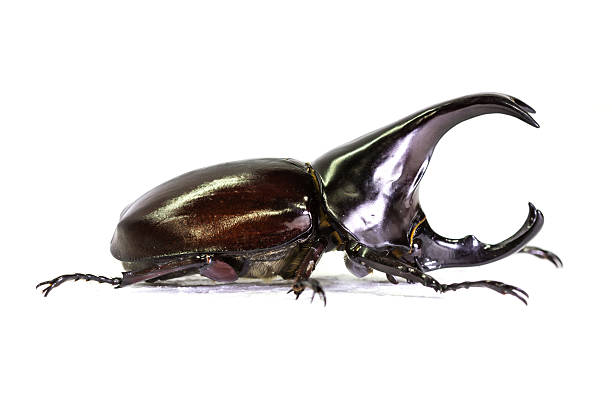 istock Rhinoceros beetle isolated on white background 497812664