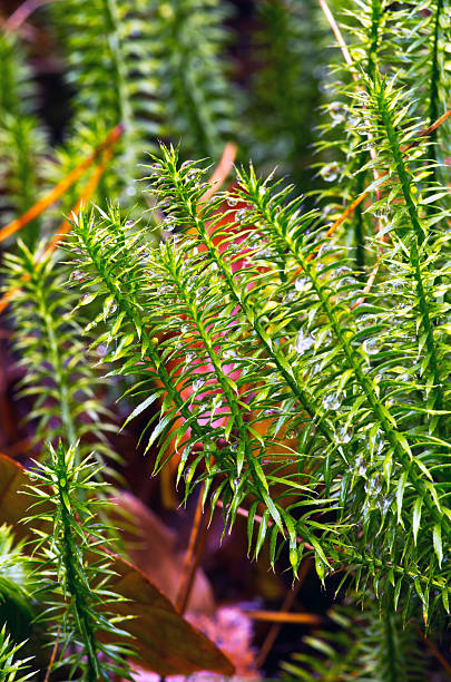 rígido clubmoss (lycopodium annotinum) no verão - clubmoss - fotografias e filmes do acervo