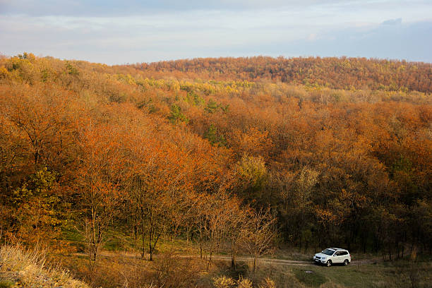 White car on a forest trail. Golden autumn.