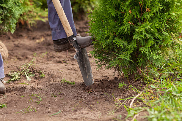 Woman gardener dug up tree, the gardener stay near thuja Woman gardener dug up a tree, the gardener stay near a tree thuja thuja occidentalis stock pictures, royalty-free photos & images