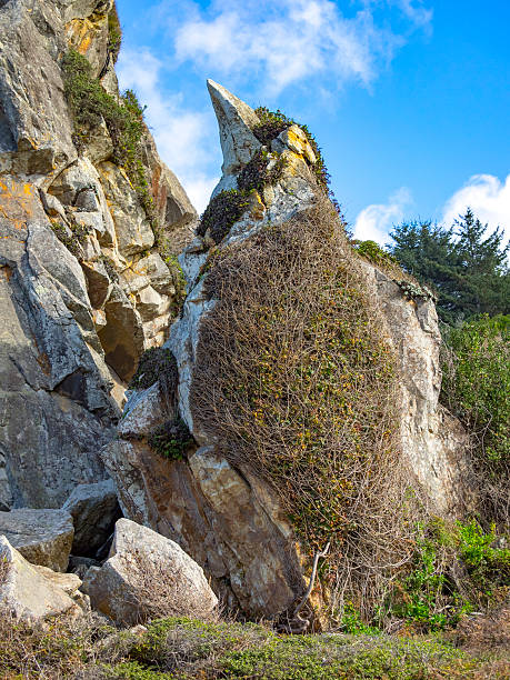 Pareidolia Rock Looks Like Bird Harris Beach State Park Oregon