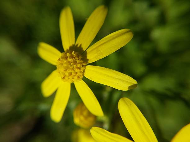 istock Senecio leucanthemifolius subsp. vernalis 497816262