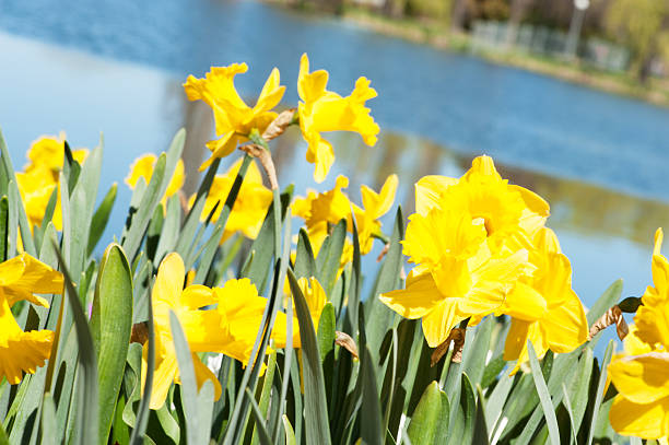 istock Yellow Daffodils by the side of a lake 497824634