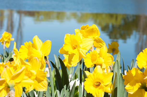 istock Yellow Daffodils by the side of a lake reflection 497824706