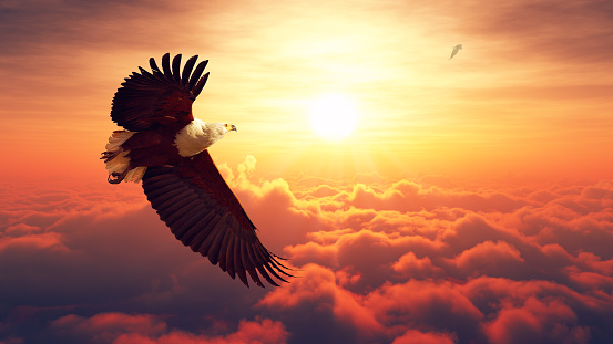 African Fish Eagle flying high above the clouds with sunrise (Digital artwork)