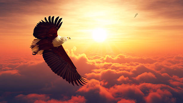 Fish Eagle flying above clouds stock photo