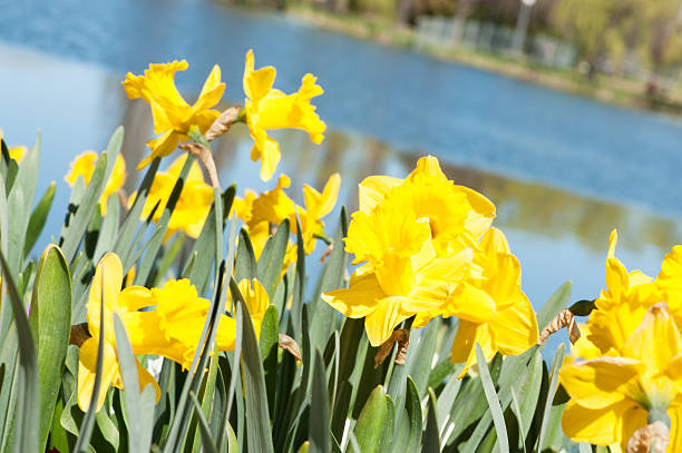 istock Yellow Daffodils by the side of a lake 497825656