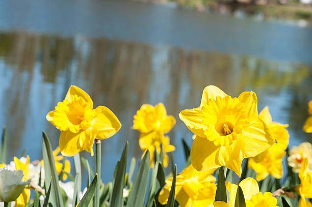 Yellow Daffodils by the side of a lake