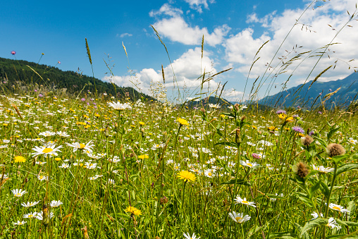 bavarian meadow in summer