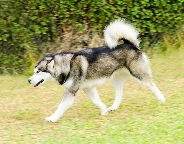 Alaskan Malamute A young beautiful light gray, black and white Alaskan Malamute dog walking on the lawn. The Mal dog looks like a wolf with a proud, sweet expression. malamute stock pictures, royalty-free photos & images