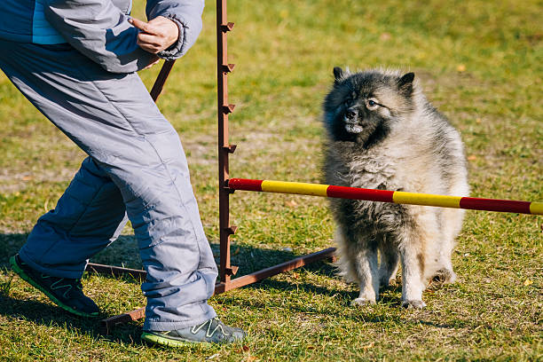 keeshound, spitz lupo, keeshonden cane spitz wolfspitz a fare tedesco - keeshond foto e immagini stock