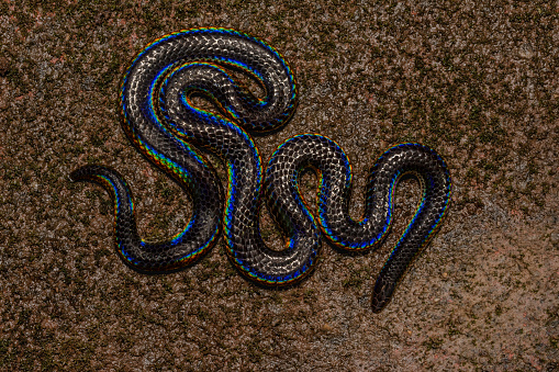 Galapagos Fernandina Snake; Alsophis dorsalis or Pseudalsophis dorsalis. Punta Espinosa, Fernandina Island, Galapagos Islands