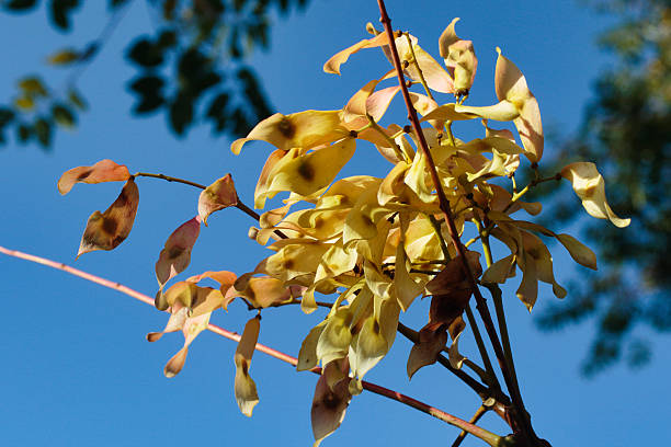 voar sementes em árvore do céu no outono - ailanthus glandulosa imagens e fotografias de stock