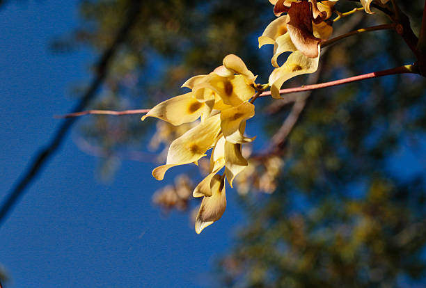 voar sementes em árvore do céu no outono - ailanthus glandulosa imagens e fotografias de stock