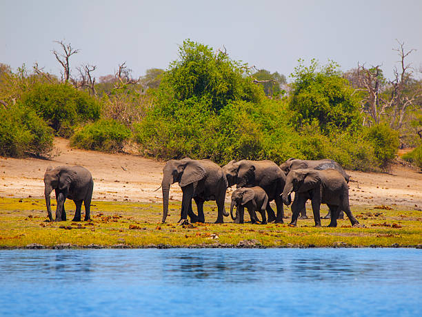 istock Elehpant family at the river 497830106