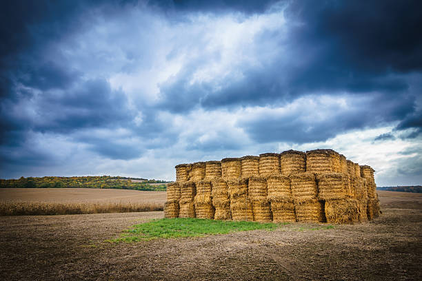 stapel aus stroh - bale haystack hay wheat stock-fotos und bilder