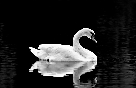 White swan on black and white image