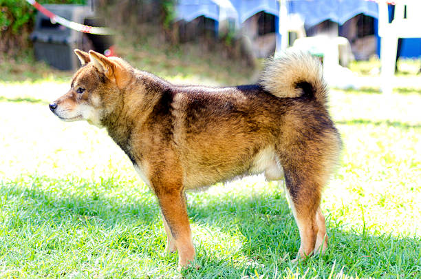 Shiba Inu A profile view of a young beautiful fawn, sesame brown Shiba Inu puppy dog standing on the lawn. Japanese Shiba Inu dogs are similar to Akita dogs only smaller and they look like a fox. shiba inu black and tan stock pictures, royalty-free photos & images