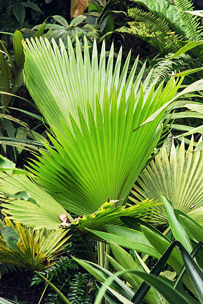 istock Green tropical palm leaves, botanical theme 497832090