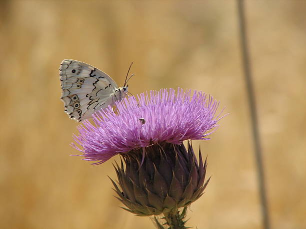 istock Butterfly on a purple flower 497832256