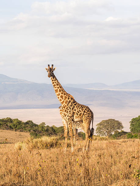istock Giraffe in Africa 497832262