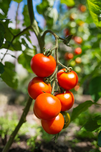 Fresh ripe bunch of tomatoes growing in greenhouse, illuminated by sunlight. Low depth of field and blurred background.