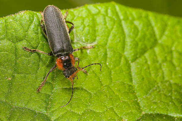 istock Cantharis fusca on the green leaf 497833294