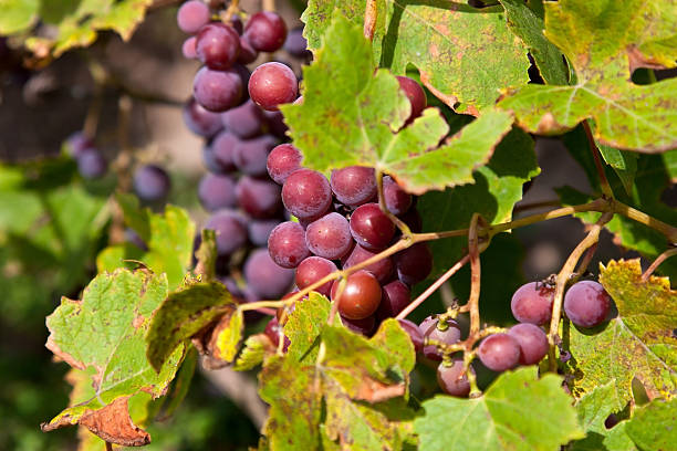istock Ripe grapes in  vineyard 497834586