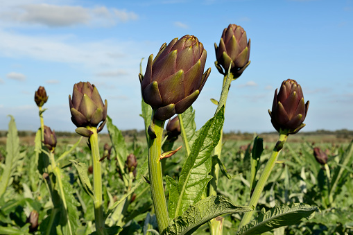 Cultivation of artichokes autumn, without spines, in the plain on the island of Sardinia.