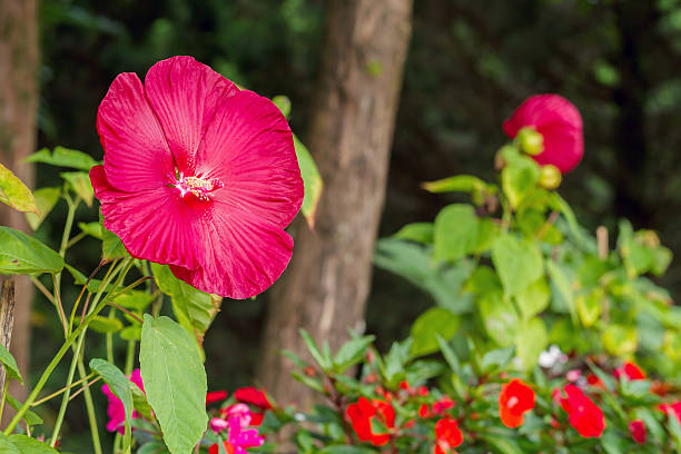 istock Luna red Hibiscus flower 497835300