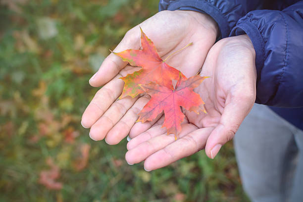 istock Red autumn maple leaves fall in girl hands 497836064