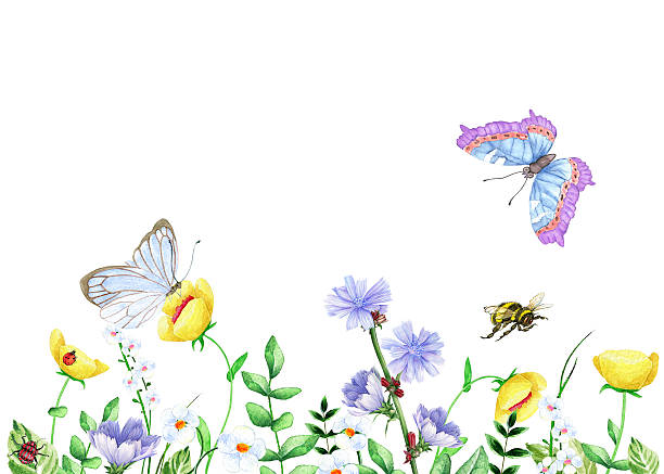 ilustrações de stock, clip art, desenhos animados e ícones de aguarela paisagem com chicória - field image computer graphic bee