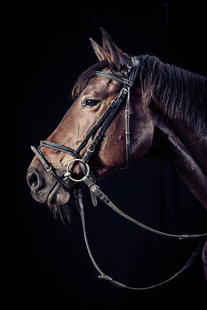 istock Horse on Black Background 497837316