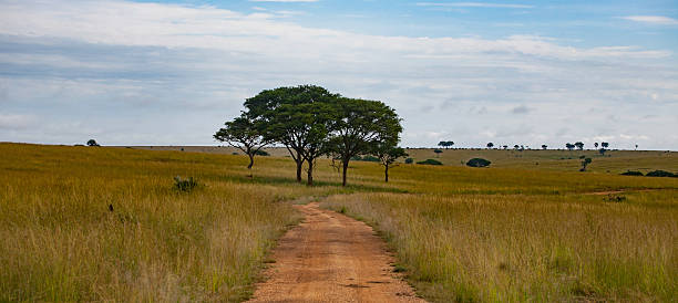 istock Safari Road in Murchison 497837416