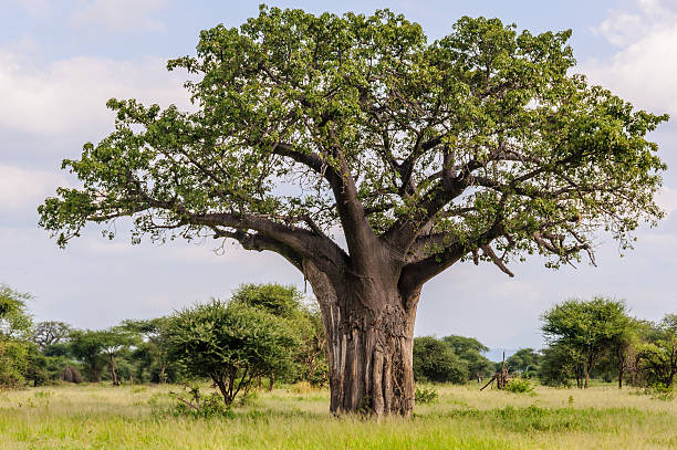 istock Baobab tree in the Tarangire Park, Tanzania 497837532