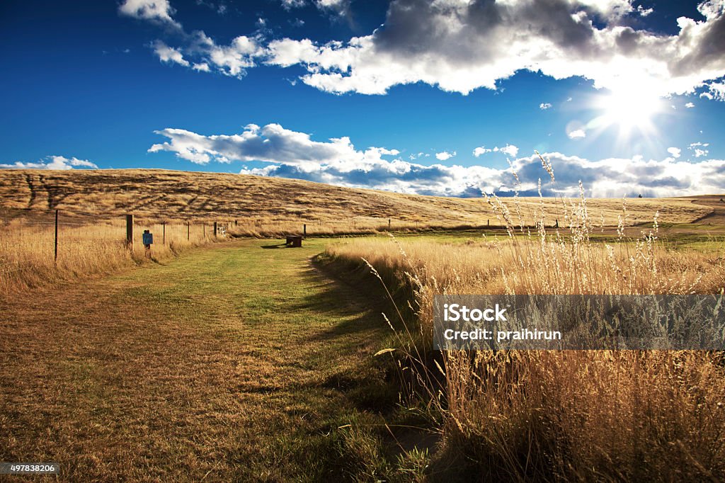 field field in tekapo , New Zealand 2015 Stock Photo