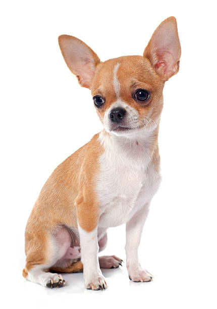 istock young puppy chihuahua 497839522