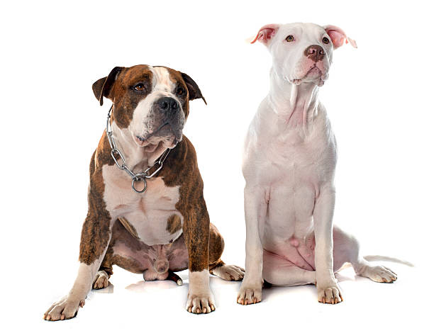 istock two american stafforshire terrier 497840152