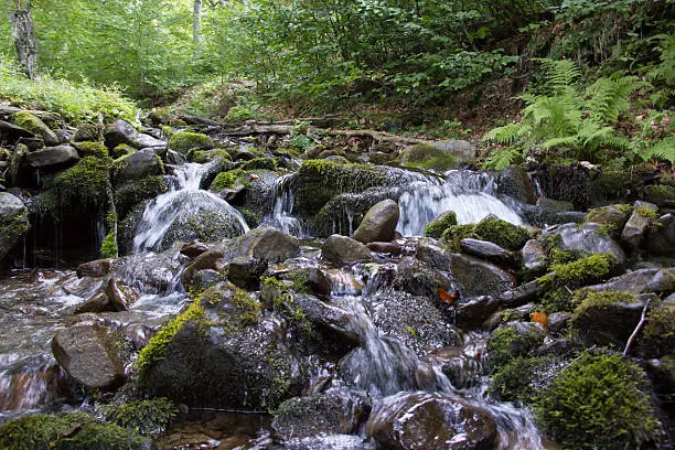 Photo of Forest stream.