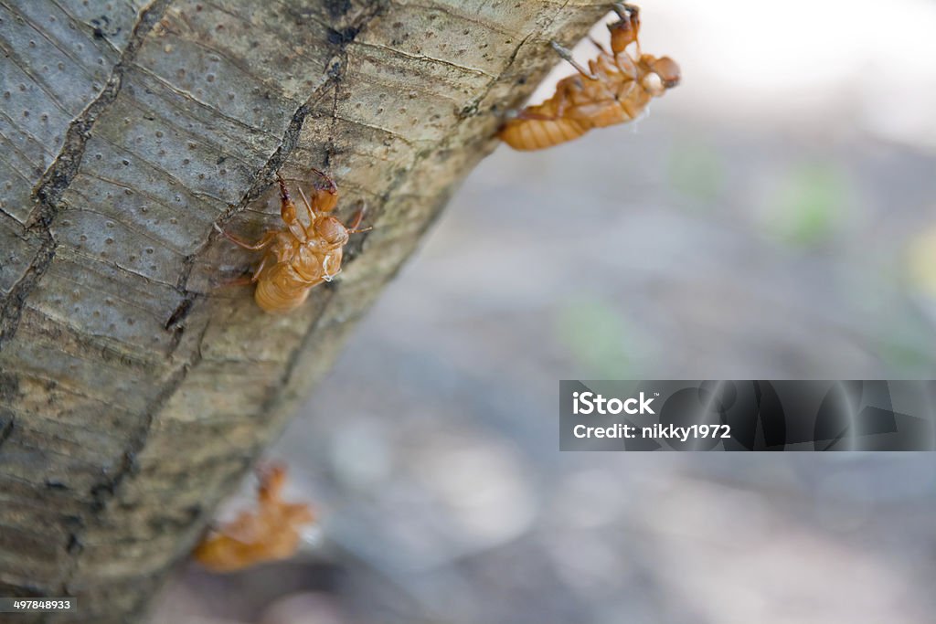 Shell On Tree Cicada Shell On Tree Stock Photo - Download Image Now - Animal, Animal ...
