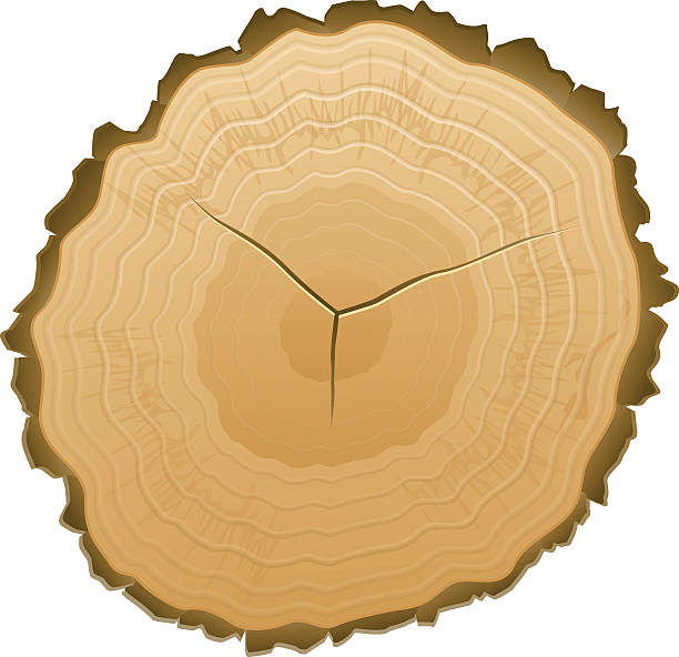 ilustraciones, imágenes clip art, dibujos animados e iconos de stock de tocón de árbol - cross shape cross rough wood