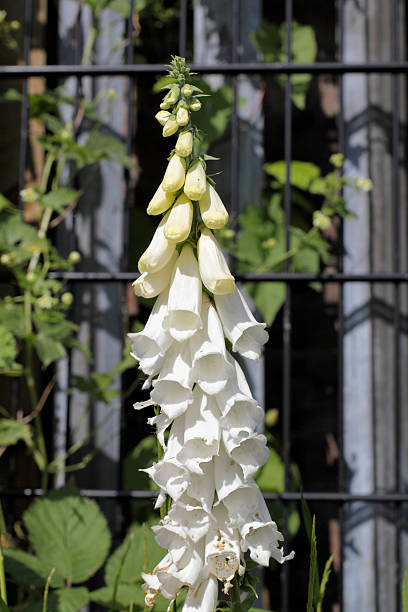 A spike of beautiful white flowers of wild foxglove ( Digitalis purpurea) alba. Pink and purple are normal colours, but white is not unusual for these tall garden favourites. This photograph gives a good impression of the way the flowers open in an upward sequence.