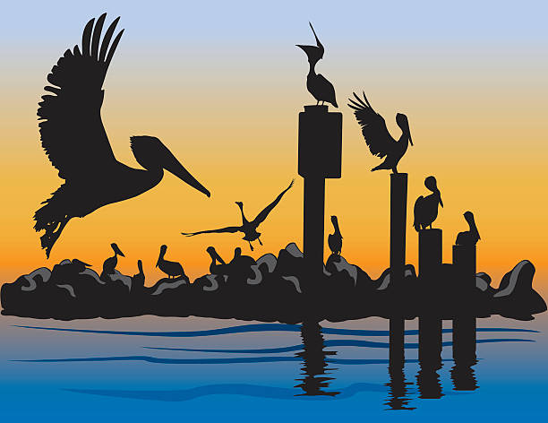 Brown Pelicans at Sunset Brown Pelican silhouettes at sunset.  Each pelican silhouette is a full-bodied shape and independently selectable.  Easy to move elements around. pelican silhouette stock illustrations